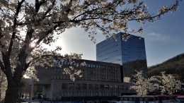 Bunga Sakura mekar saat musim semi di kampus Hankuk University for Foreign Studies (HUFS) di Yongin. Foto oleh Ivan Adilla