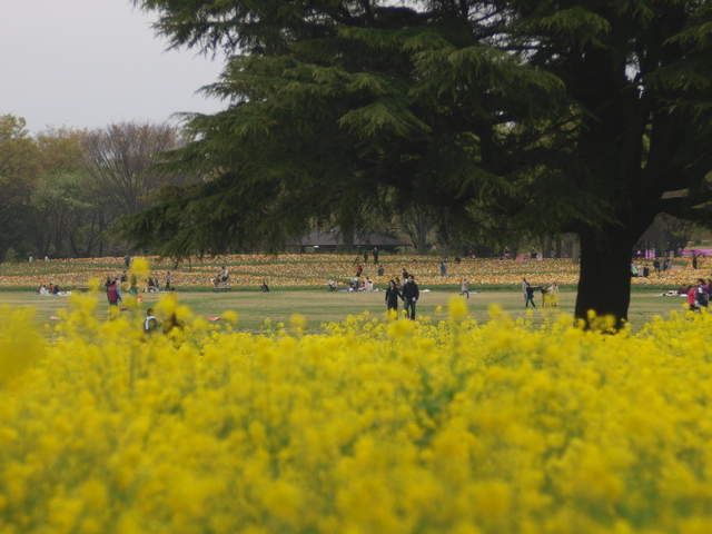 Bunga Na no Hana yang berwarna kuning (Dokumentasi pribadi)