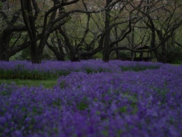 Bunga Lavender di musim semi (Dokumentasi pribadi)