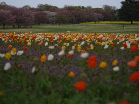 Bunga Popi di musim semi (Dokumentasi pribadi)