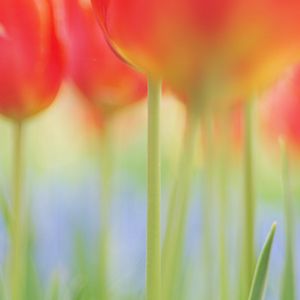 Tulip di musim semi (Dokumentasi pribadi)