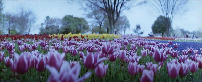 Panorama tulip di musim semi (Dokumentasi pribadi)