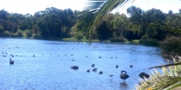 sekelompok angsa sedang berenang di Swan River (dok pribadi)