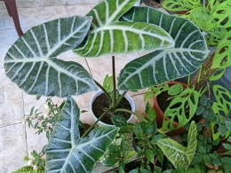 Tanaman hias alocasia (dok.pribadi).