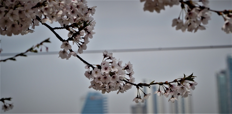 Sakura sedang mekar di Yoido, Korea Selatan. Foto oleh Ivan Adilla. 