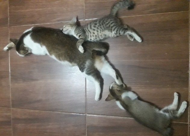 Jakarta gerah, kucing-kucing kecil enggan masuk kandang (dokpri) 
