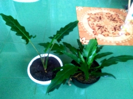 Tampilan keladi Papua dengan 3 daun (Pot Putih). Sumber: Dokpri