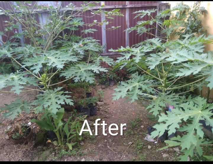 (Foto : Elvidayanty)