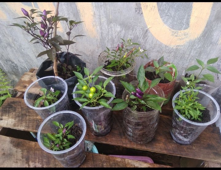 Beberapa jenis cabe hias koleksi saya. (Foto : Elvidayanty)