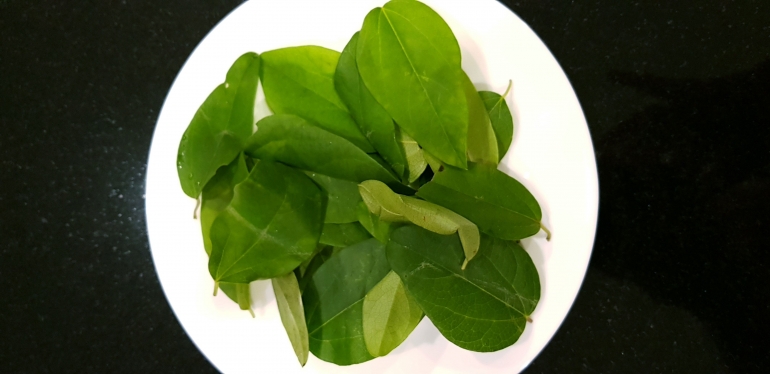 Daun Cincau/dokpri