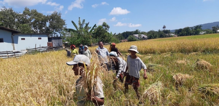 foto.dok.pribadi/Para Petani sedang memotong padi di sawah Kuneru Atambua NTT-dokpri