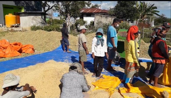 foto.dok.pribadi/Bersama para petani di sawah Kuneru