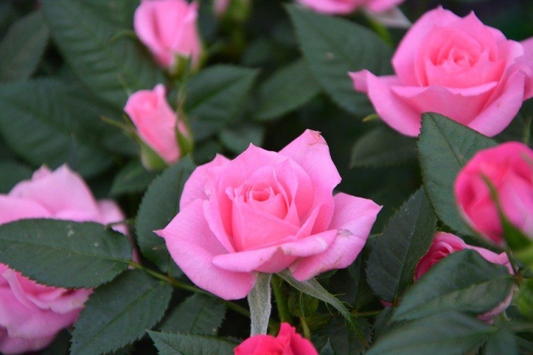 Bunga mawar, Pixabay