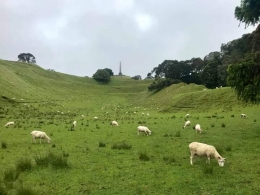 Domba-domba dengan latar belakang Obelisk One Tree Hill | Dokumnetasi pribadi