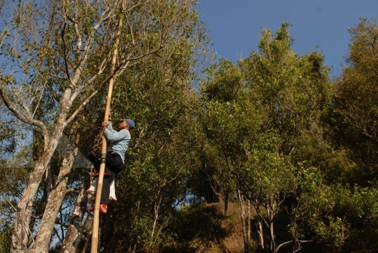 Ilustrasi buruh petik memanjat pohon memetik cengkeh. (KONTAN/Daniel Prabowo)