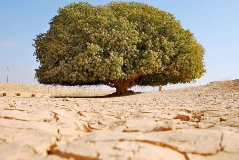 Pohon Sahabi | funci-muslim.okzone.com