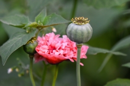 Tanaman Poppy / Papaver somniferum sebagai sumber bahan baku Opium (Sumber: Mabel Amber via pixabay.com)
