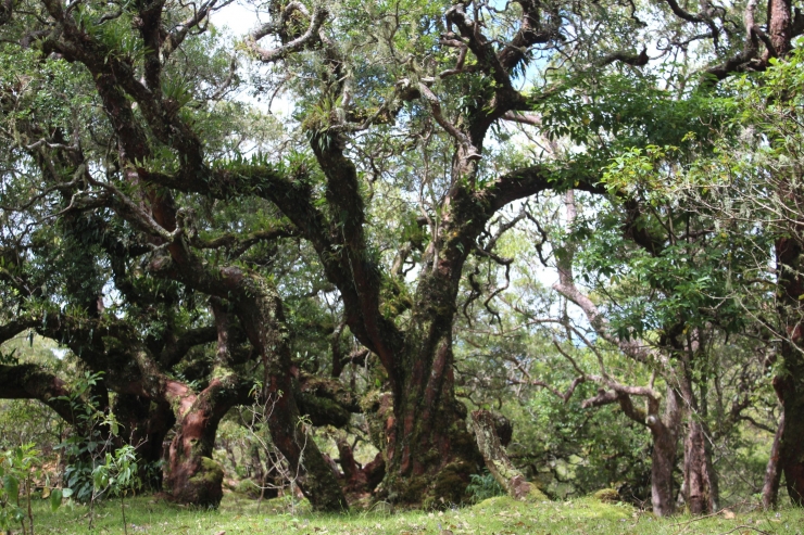 gambar: hutan bonsai(sumber Elkana Loe)