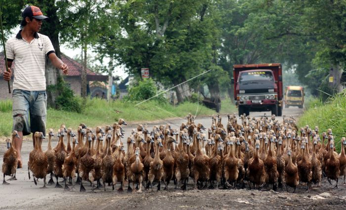 Sumber: Antara.com