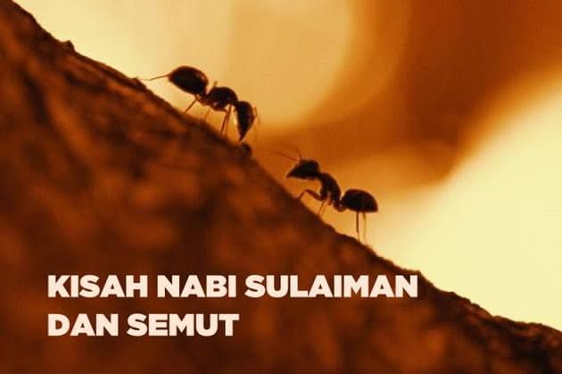 Kisah Nabi Sulaiman (sumber: duniaq.com)