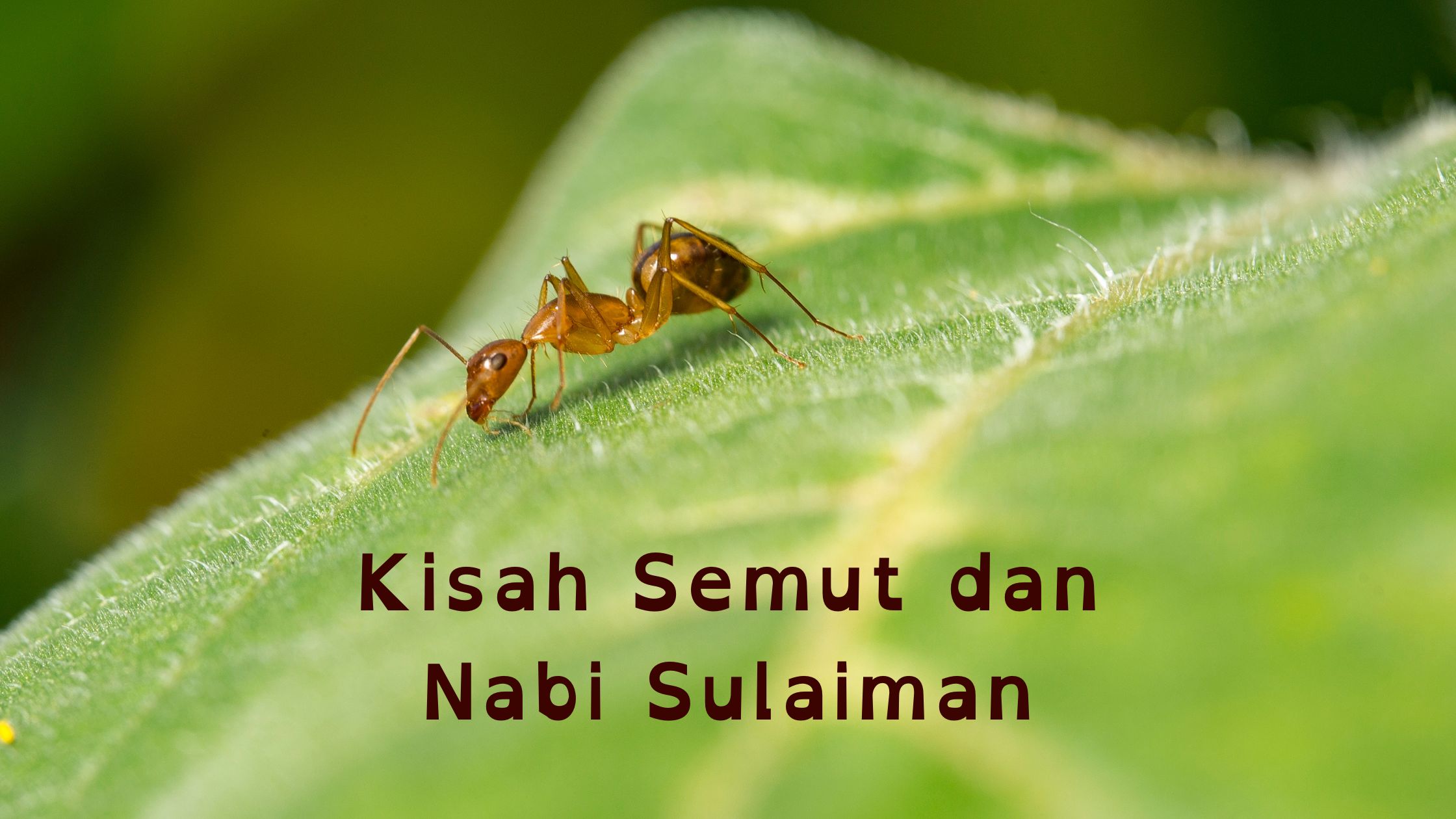 Ibnu Katsir dalam tafsirnya menjelaskan bahwa perkataan semut itu memberi pelajaran dan ilham kepada Nabi Sulaiman (ilustrasi diolah pribadi)