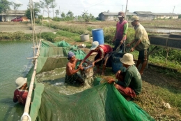 Ilustrasi petani keramba yang panen ikan (Kompas.com/Windoro Adi)