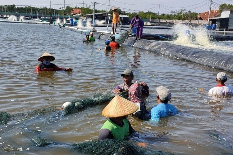 Ilustrasi petani tambak panen ikan (Kompas.com/Tresna Setiadi)