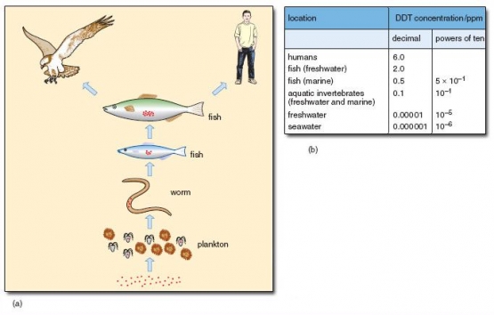 (a) Diagram bioakumulasi suatu zat kimia (kontaminan) dalam rantai makanan akuatik. (b) Konsentrasi DDT (ppm) pada populasi lingkungan yang berbeda. 