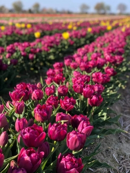 Ladang Tulip (foto von Tulpenfeld Grevenbroich FB)