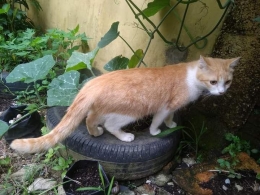 Kucing bermain di kebun. (Foto : Elvidayanty)