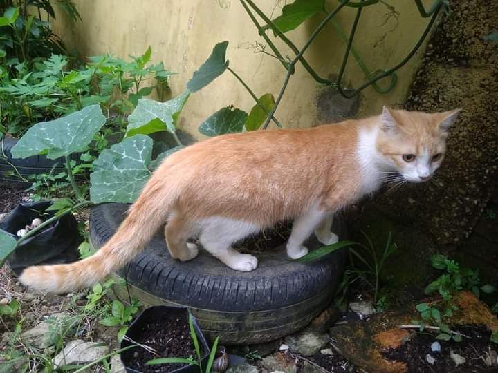 Kucing bermain di kebun. (Foto : Elvidayanty)