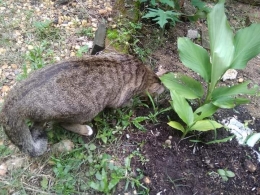 Kucing bermain di kebun. (Foto : Elvidayanty)