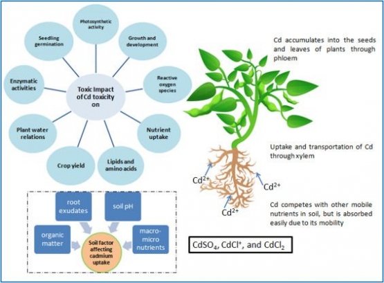 Gambaran proses dan akibat tumbuhan terkspos logam berat Cd. Kredit foto: DOI 10.1016/j.ecoenv.2020.111887