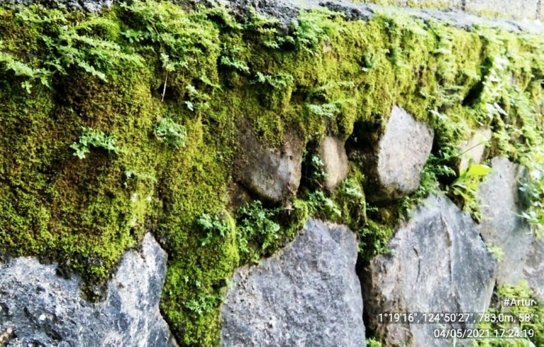 Ilustrasi gambar lumut tumbuh di susunan batu peyangga tanah agar tidak longsor. 