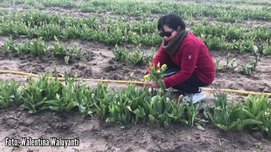 Foto: Pengunjung boleh memilih dan memetik sendiri bunga tulip-dokpri