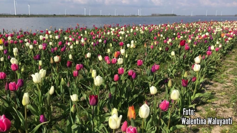 Foto: Pulau Tulip (Tulpeiland) di Belanda-dokpri