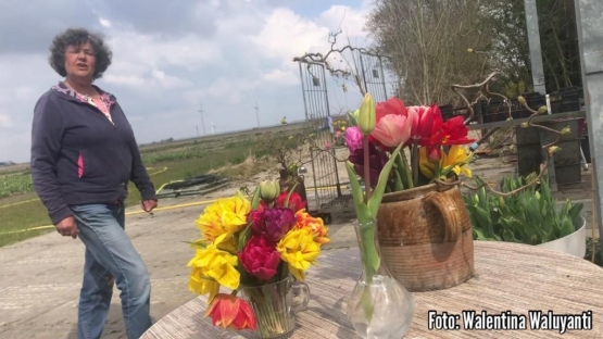 Foto: Ibu petani tulip-dokpri
