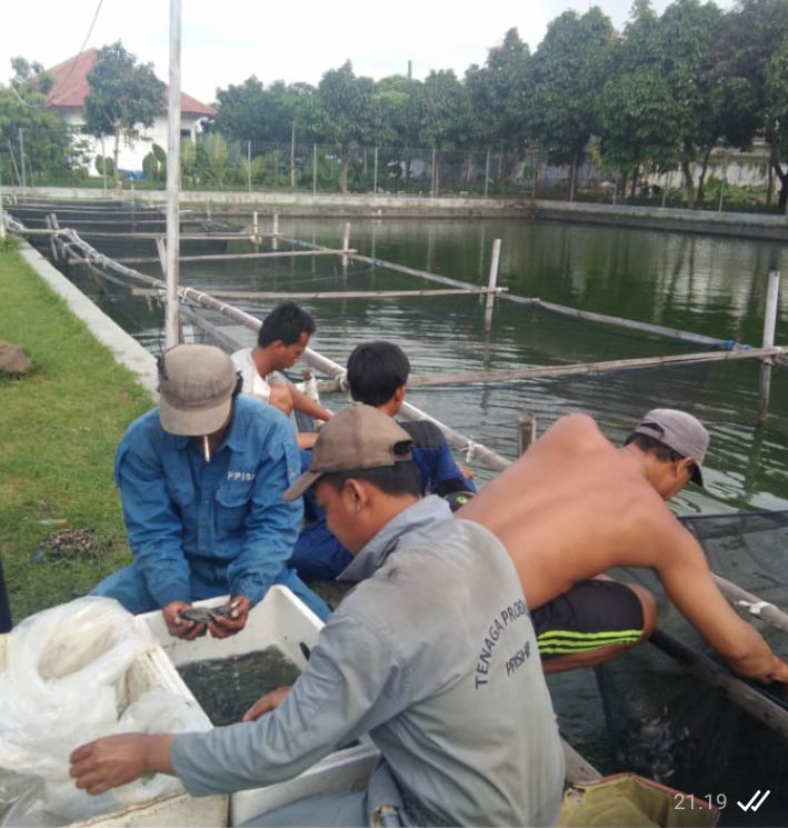 Jala terus pilih bayi nila. Terkuat.  Hitung pilih dan pilah (istimewa) 