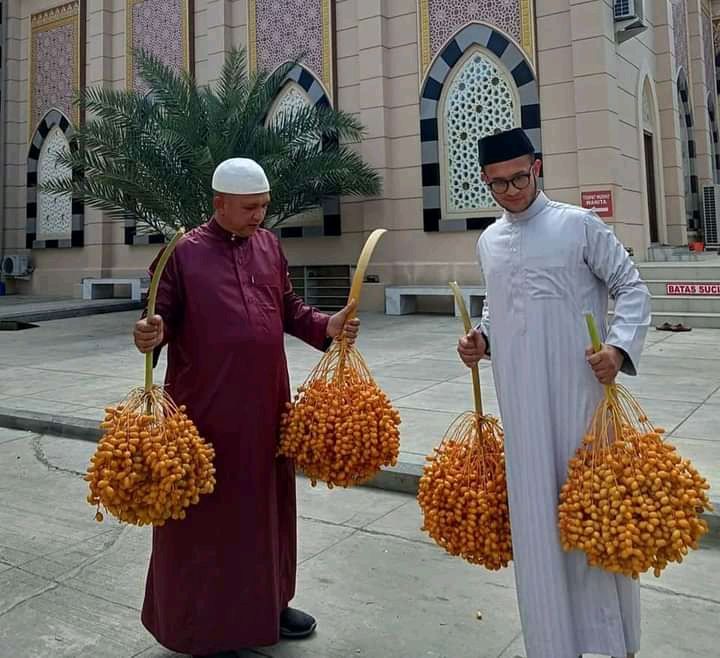 Panen Buah Kurma Perdana, Alhamdulillah dapat 4 Tandan (Doc Masjid HKL/Istimewa)