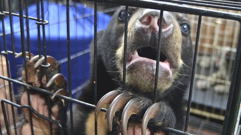 Penyelundupan beruang di Indonesia yang berhasil digagalkan. Photo: Getty Images