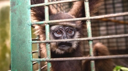 Perdagangan Gibbon liar di Indonesia yang berhasil digagalkan. Photo: Getty Images