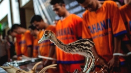 Burung Liar yang diperdagangkan berhasil digagalkan. Photo: Getty Images