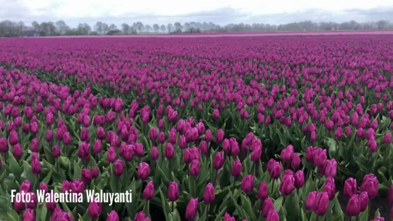 Perkebunan tulip di Belanda | Foto Walentina Waluyanti