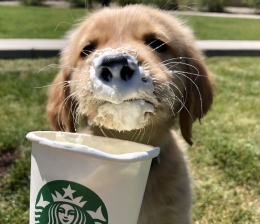 Jackson yang sedang menikmati secangkir puppuccino | Foto diambil dari Instagram/Lifewith_Jackson