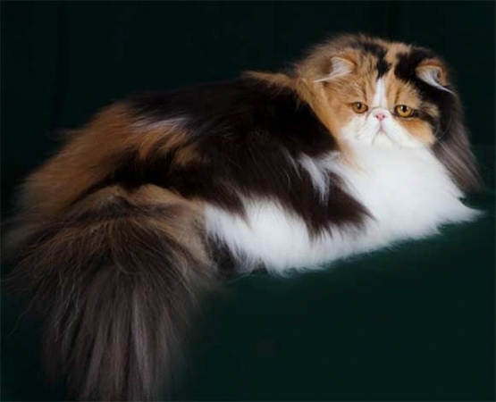 Kucing Calico long hair. Photo: catnipsum.com