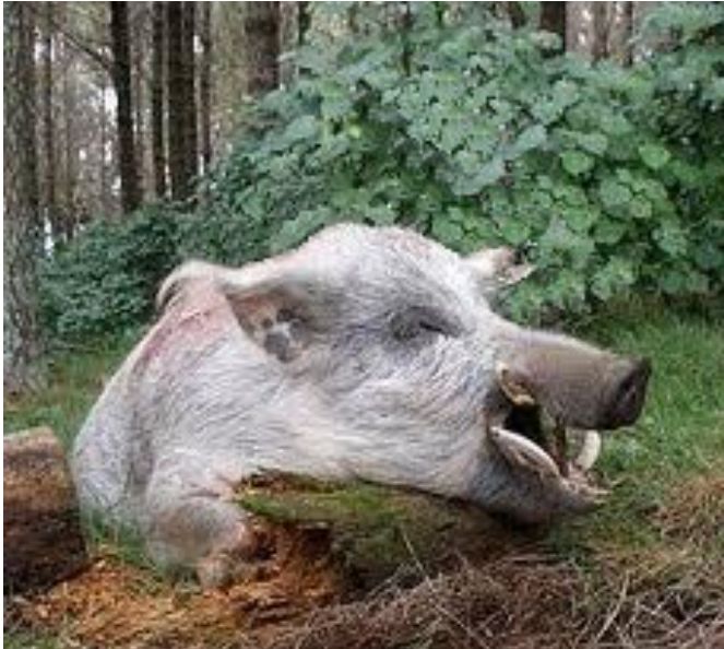 Babi putih misterius (sumber: infobaru)&nbsp;