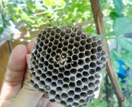 Sarang lebah yang rumit tapi indah, menunjukkan mutu binatang yang sangat berjasa. (Foto: dok. pri)