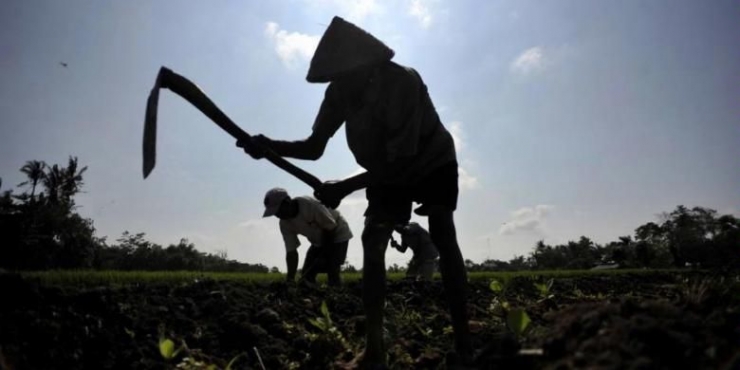 Buruh tani tembakau mengolah lahan yang ditanami bibit tembakau di Desa Bugisan, Prambanan, Klaten, Jawa Tengah, Jumat (8/6/2012).(KOMPAS / FERGANATA INDRA RIATMOKO)