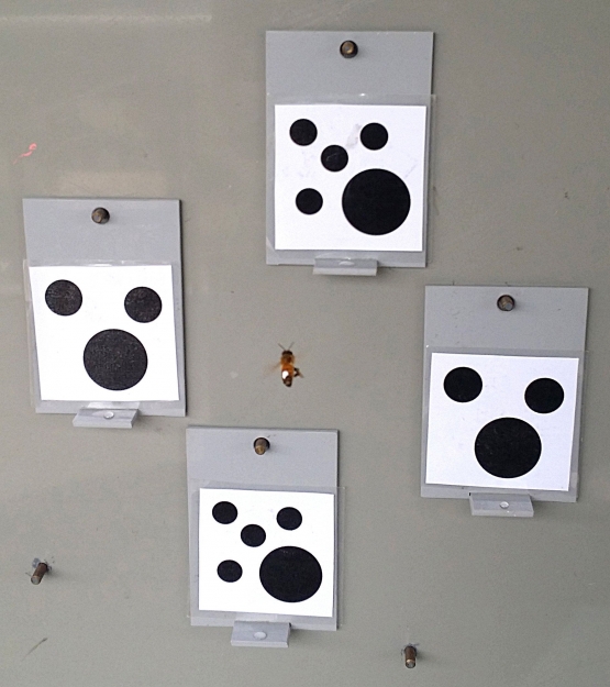 Lebah madu mengerti konsep Zero dalam matematika.Photo : phys.org