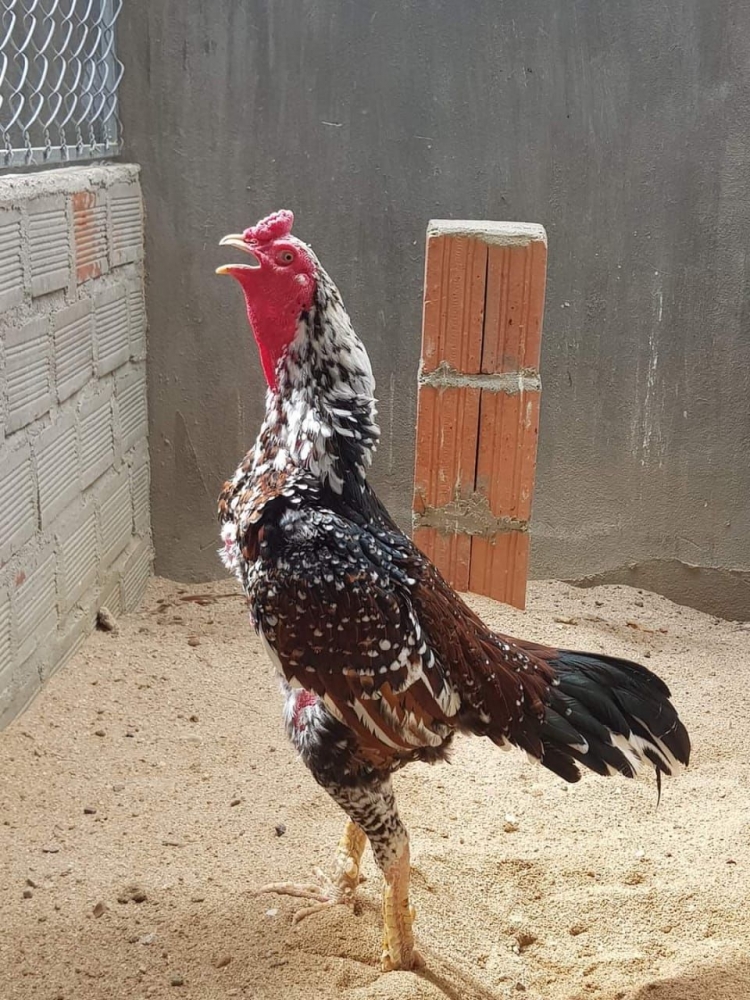 Sejarah Ayam Ganoi atau Saigon atau Vietnam dan Perbedaan Sejarah Ayam Ganoi atau Saigon atau Vietnam dan Perbedaan